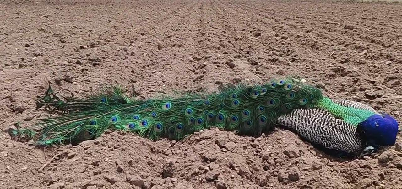 திருப்பூர் அருகே கொத்து, கொத்தாக இறந்து கிடந்த 31 “மயில்கள்”, விஷம் வைத்தது யார் ?