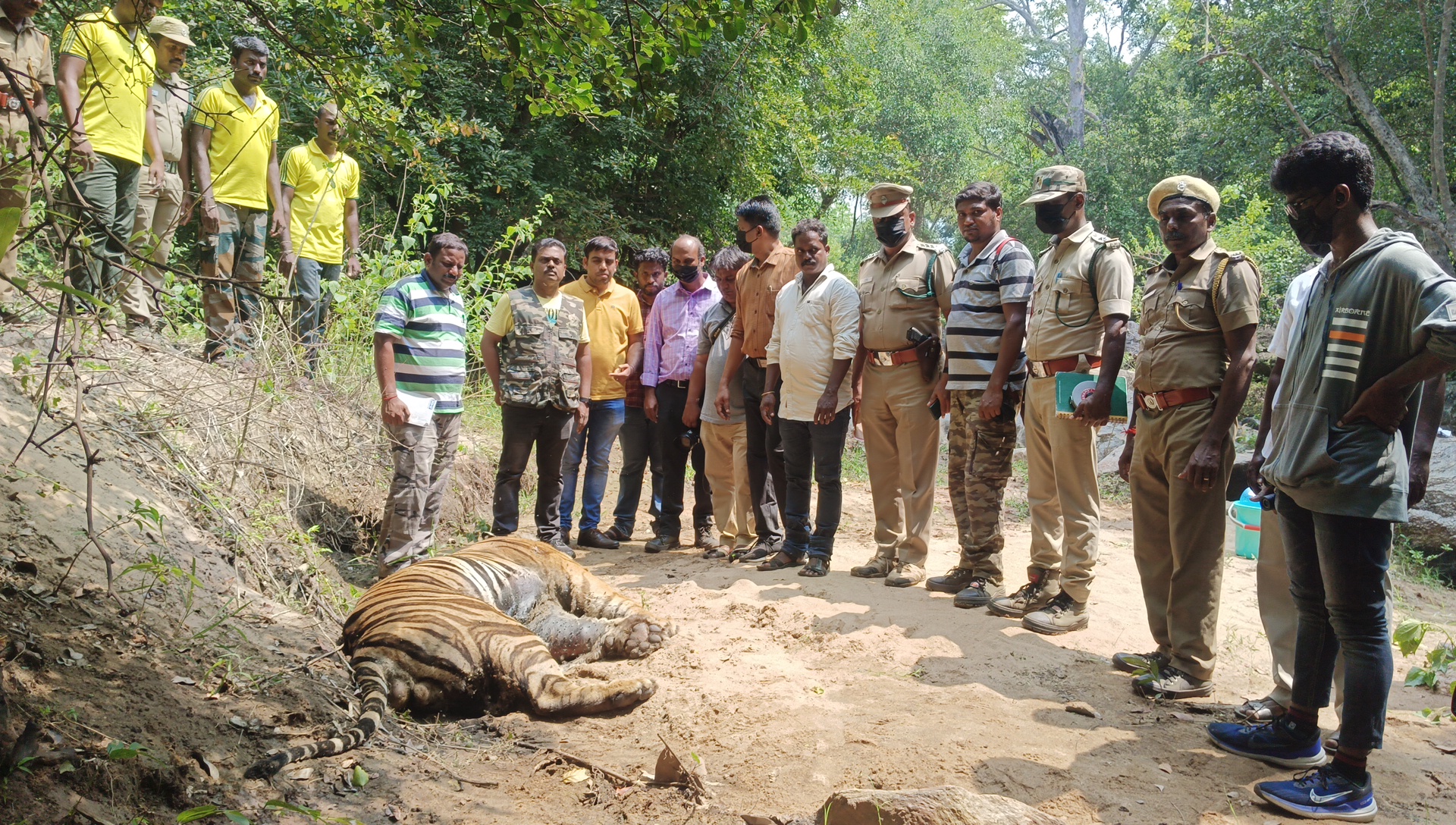 அமராவதி வனச்சரகத்தில் இறந்த நிலையில் ஆண் புலியின் உடல் மீட்பு !