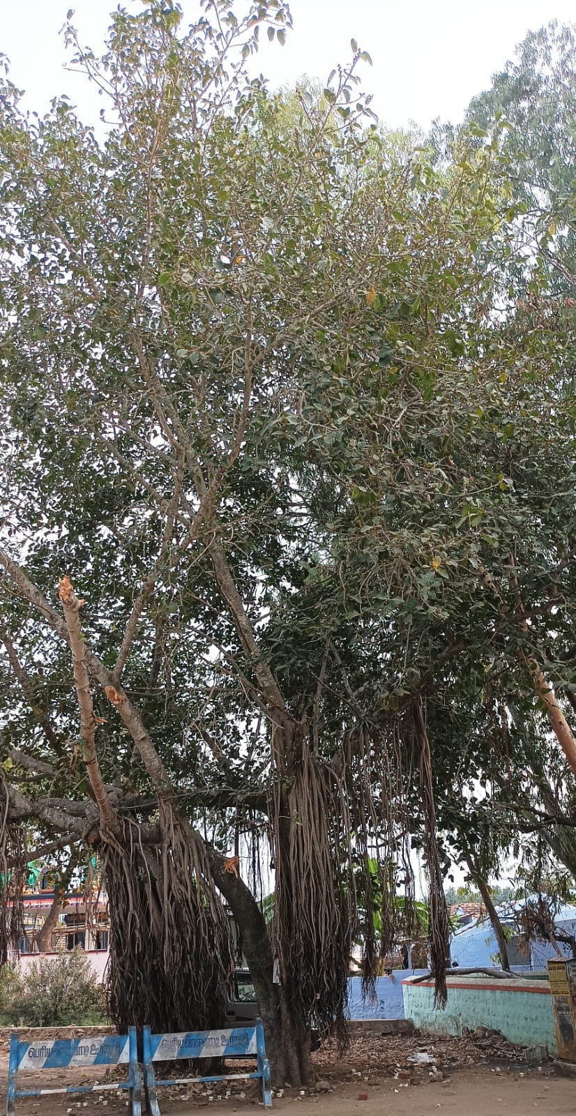 ஆலமரமத்தை வெட்டி கடத்தும் கும்பல் ! வருவாய்த்துறை நடவடிக்கை ?..!