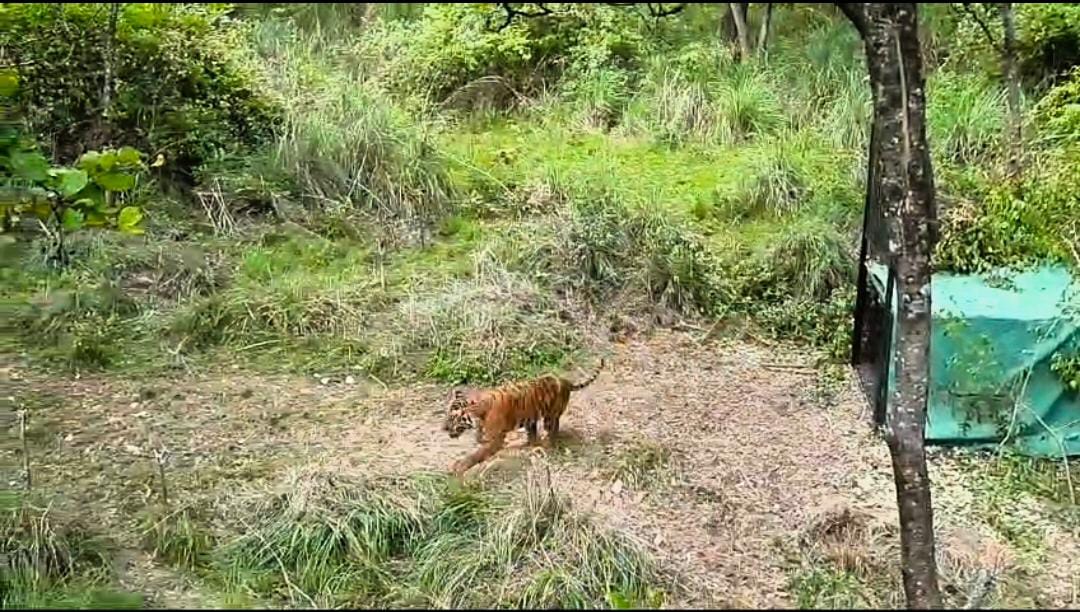 சிகிச்சைக்குப் பின் காட்டிற்குள் சென்ற புலி ! ஆனைமலை வனப்பகுதியில் தொடர் கண்காணிப்பில் அதிகாரிகள் !