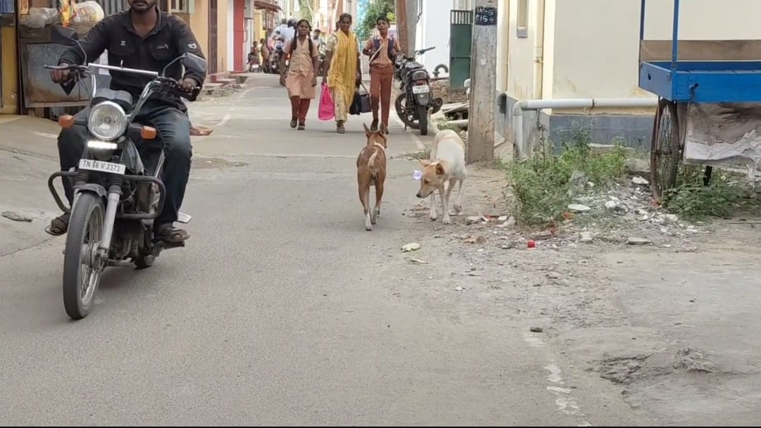 குழந்தைகளை அச்சுறுத்தும் தெருநாய்கள் ! கண்டுகொள்ளாத பழனி நகராட்சி நிர்வாகம் !