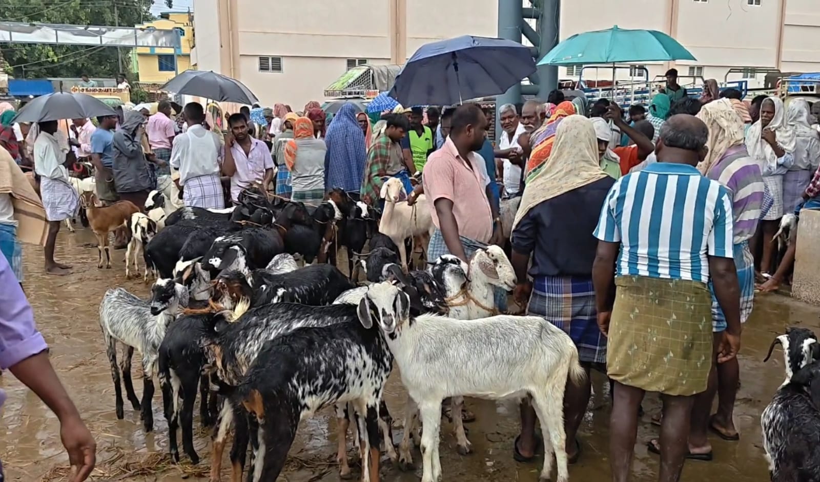 தொடர்மழையால் களையிழந்த ஆட்டுச் சந்தை ! வரத்து அதிகரிப்பால் அடியோடு சரிந்த ஆடுகள் விலை !